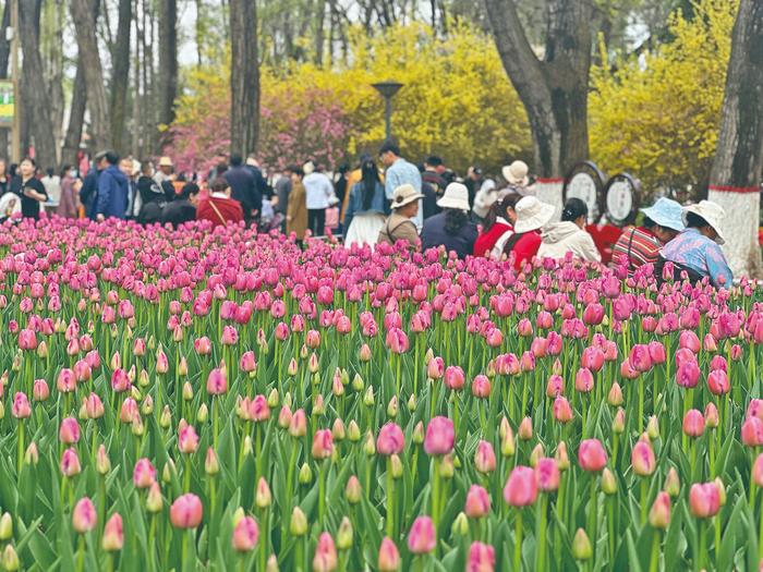 西宁市人民公园郁金香花开。王晶 摄