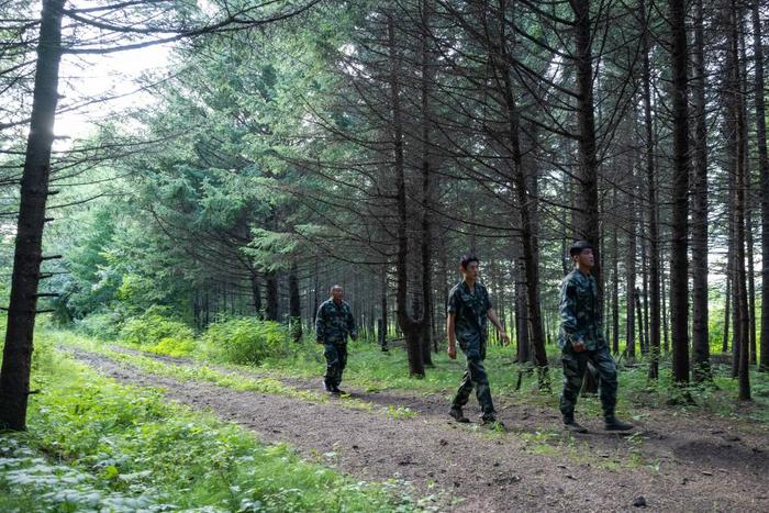  在龙江森工集团通北林业局公司施业区，巡护员进行巡护作业（7月24日摄）。