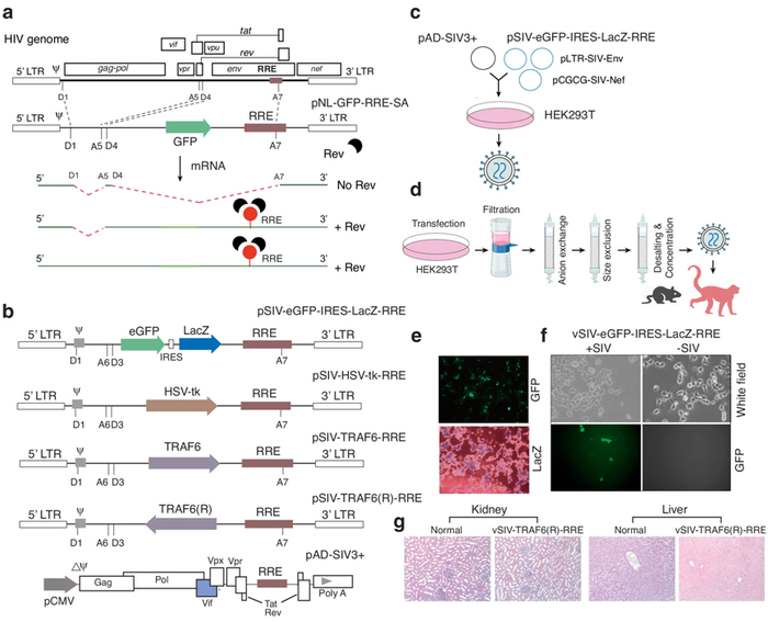 图片来自Gene Therapy, 2024, doi:10.1038/s41434-024-00467-9