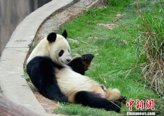 大熊猫“科比”。 资料图