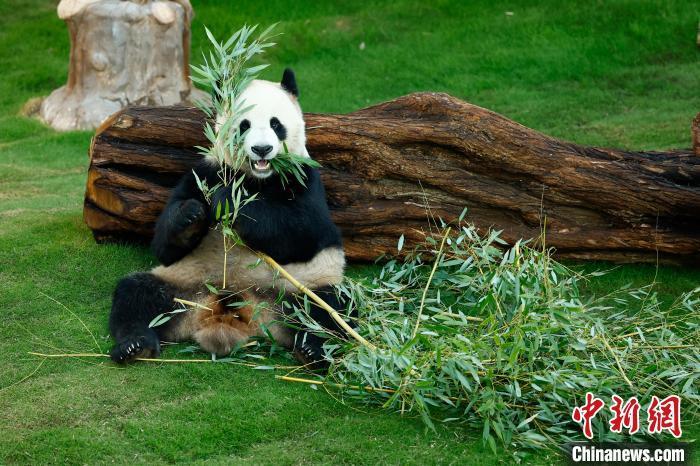 大熊猫“京京”爱吃，来到卡塔尔后长胖了三到五公斤。　中新社记者 富田 摄