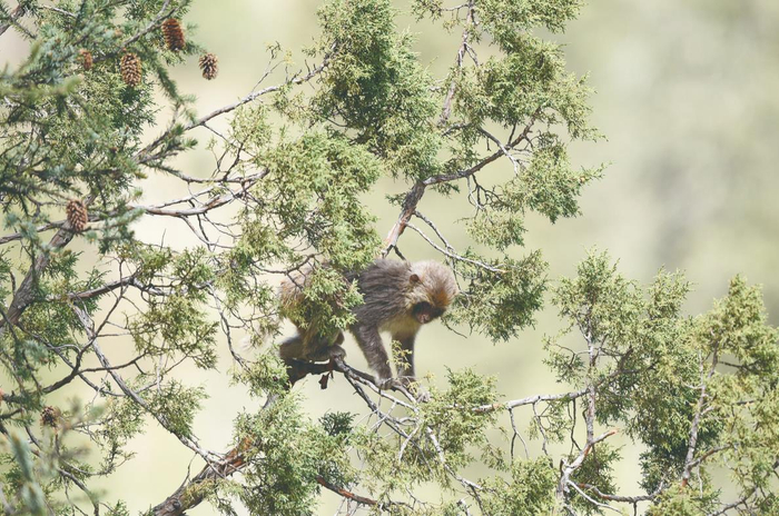 尕尔大峡谷内的藏猕猴。程宦宁 摄