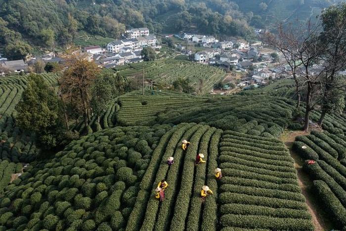 龙井村的茶农在采摘西湖龙井“明前茶”（2023年3月13日摄，无人机照片）。新华社记者 徐昱 摄