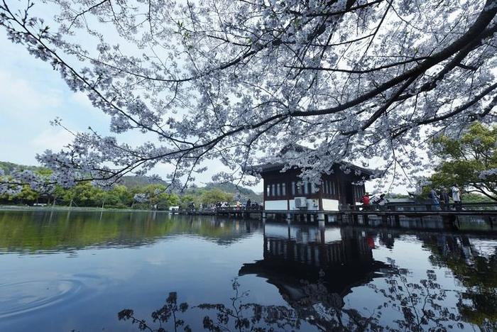 游客在杭州西湖边观赏盛开的樱花（2021年3月25日摄）。新华社发（龙巍 摄）