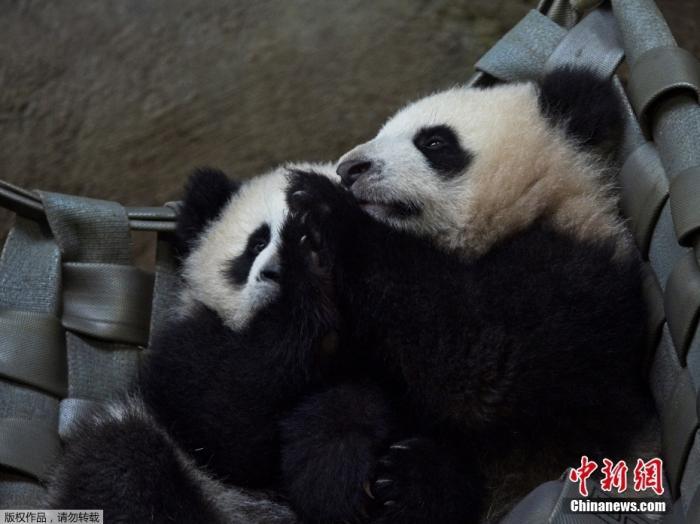 2022年3月，法国博瓦勒动物园，旅法双胞胎大熊猫“欢黎黎”与“圆嘟嘟”与游客见面。 资料图