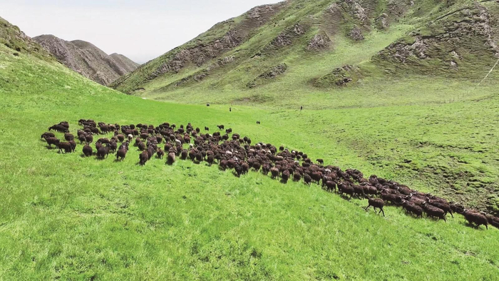 贵南草原上的"黑珍珠".图片由贵南县委宣传部提供