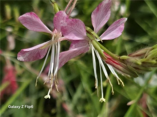 三星Galaxy Z Flip6实拍样片，10X