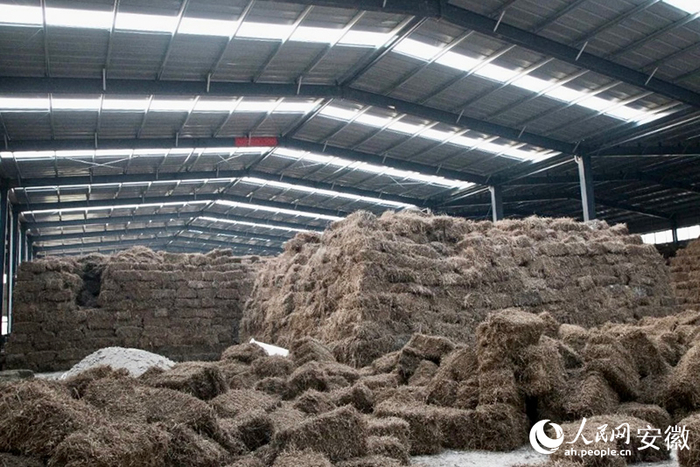 安徽华艾生态农业科技发展有限公司仓储基地。人民网记者 高飞跃摄