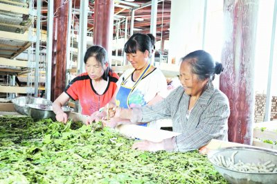    7月14日，在甘洛县罗群村桑旅融合现代农业园区，几名妇女正在蚕房里忙碌着。