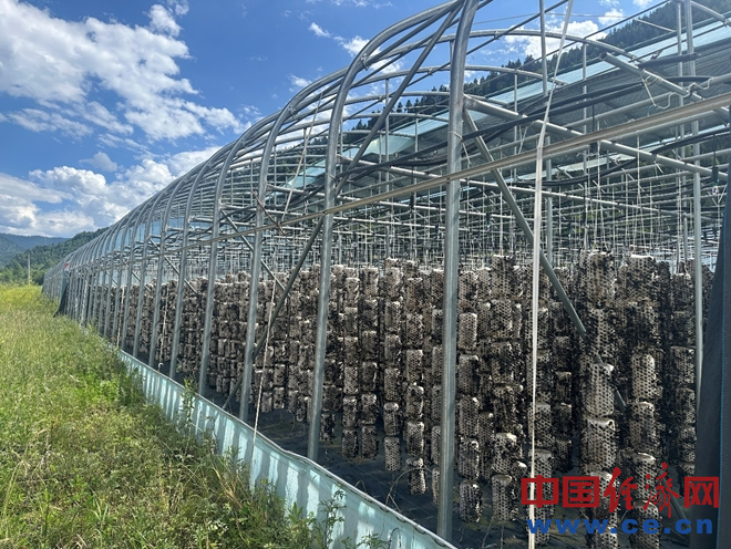【我们的家园 幸福美好新甘肃】卓尼县:力争打造万亩以上食用菌种植