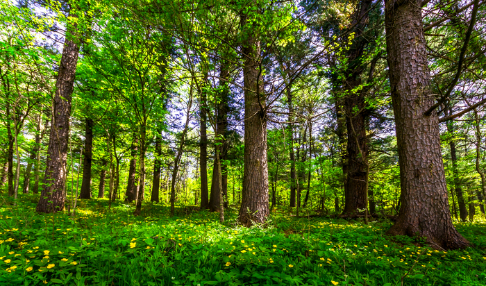 龙江森工林区碳汇资源丰富