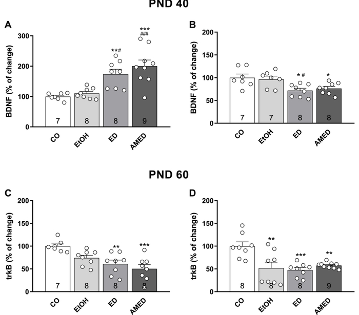 EtOH、ED和AMED治疗对BDNF水平的影响
