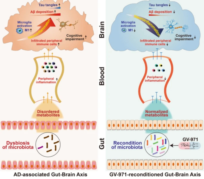 GV-971机制示意图