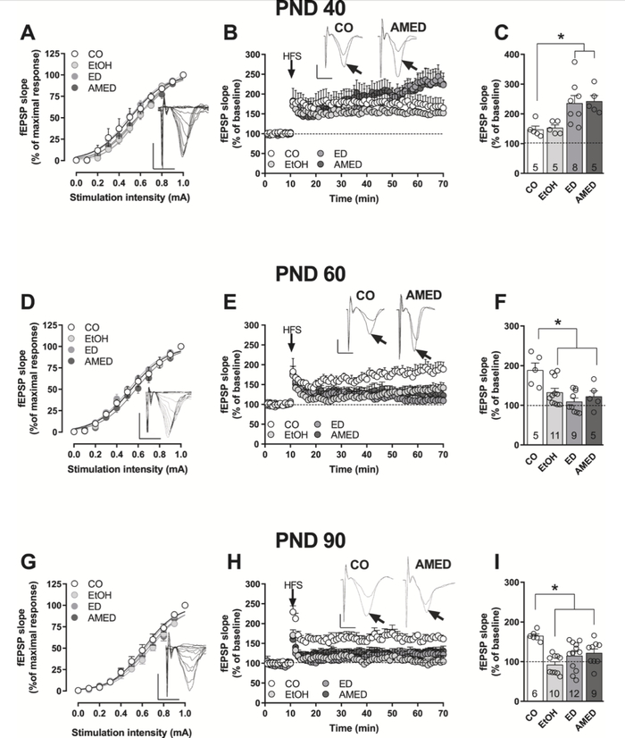 EtOH、ED和AMED治疗对CA1锥体神经元中海马谷氨酸能突触的功能和可塑性的影响