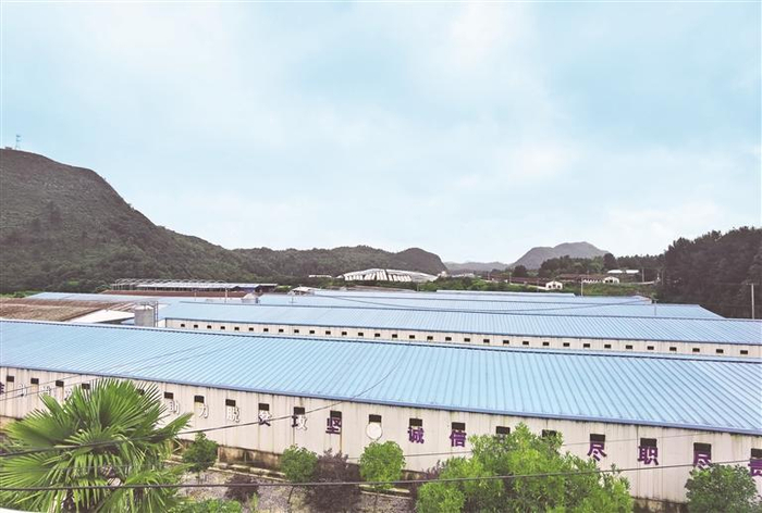     长顺天农绿壳蛋鸡实业有限公司绿壳蛋鸡保种场。   游正兰 摄