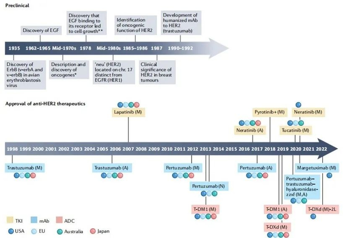 图1. HER2作为乳腺癌治疗的生物标志物和靶点的发展史