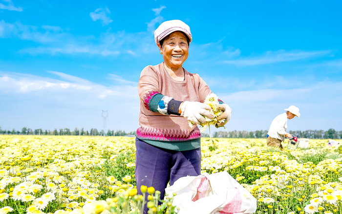    在五寨县菊花种植基地，当地农户正在采摘菊花。刘笃效摄
