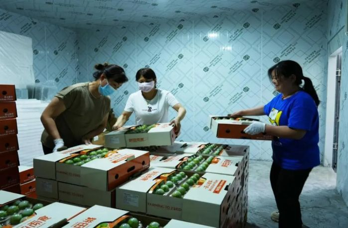 　　▲ 工作人员将包装好的巫山脆李堆码入冷库