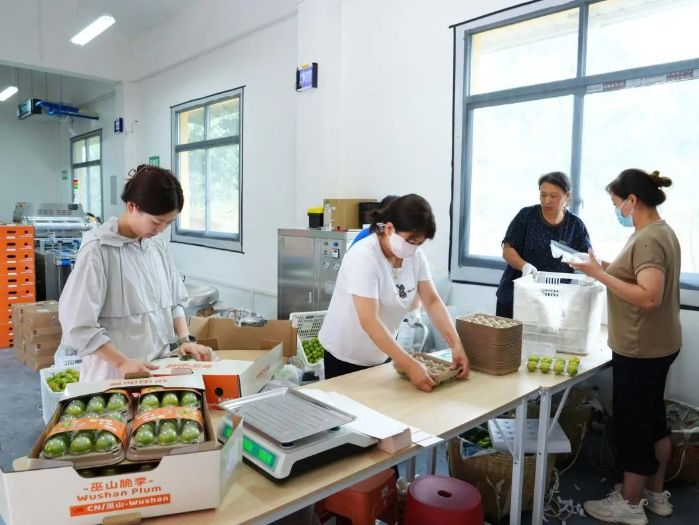 　　▲ 巫山脆李氮气包装车间内，工作人员正在分拣包装。