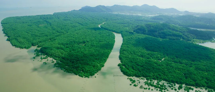 珠海淇澳红树林全景。珠海市自然资源局供图