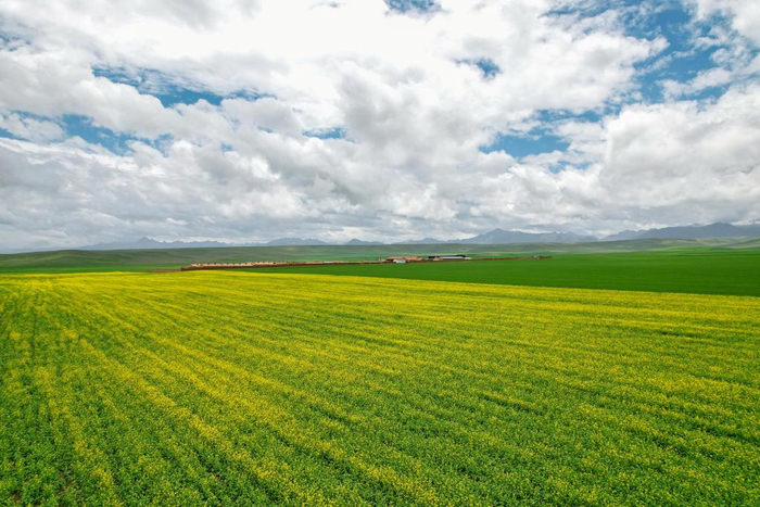 7月11日在山丹马场拍摄的油菜花田（无人机照片）。新华社记者 郎兵兵 摄