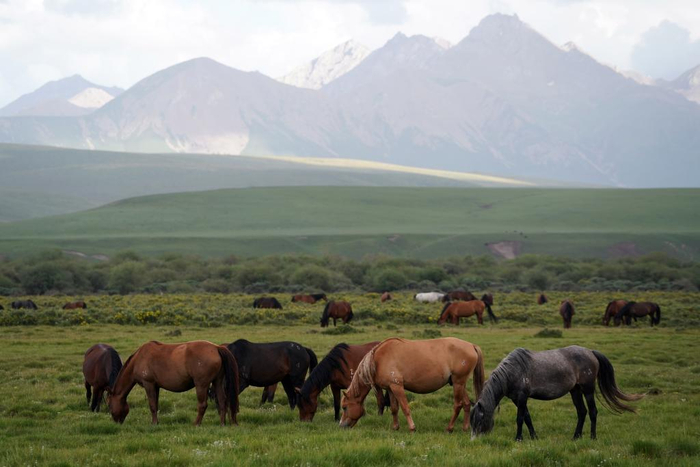 7月10日，马群在山丹马场草原上觅食。新华社记者 马宁 摄