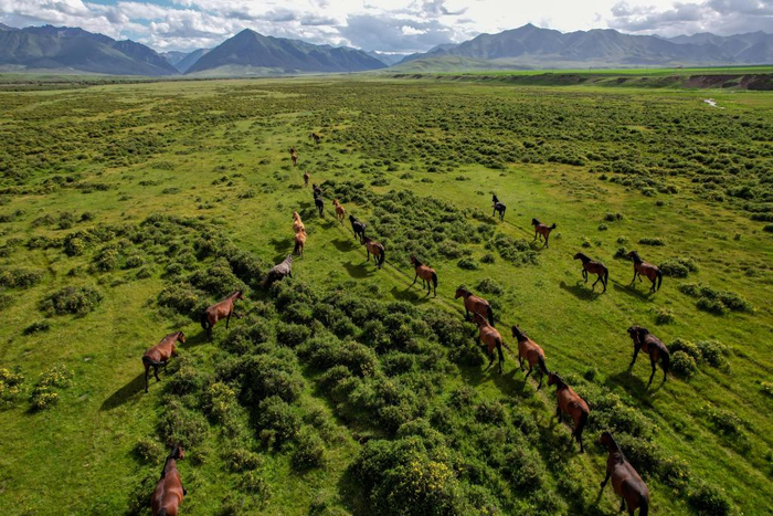 7月10日，马群在山丹马场草原上觅食（无人机照片）。新华社记者 郎兵兵 摄