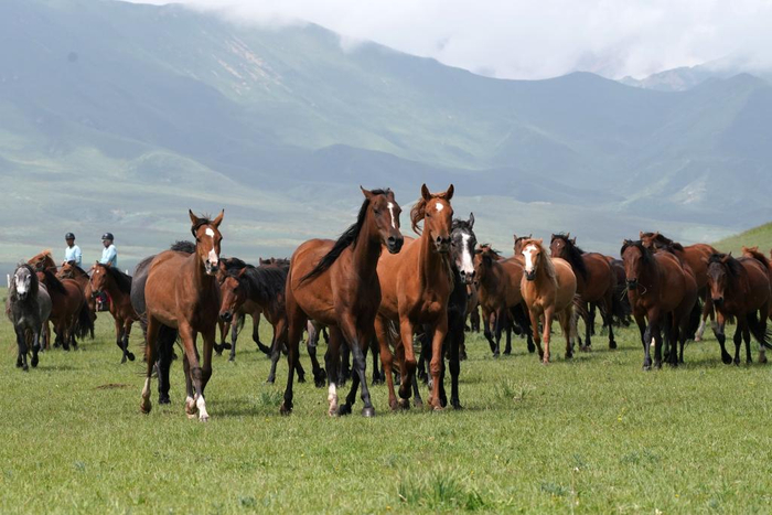 7月11日，马群在山丹马场草原上奔跑。新华社记者 马宁 摄
