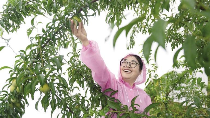     果园里的游人采摘蜂糖李