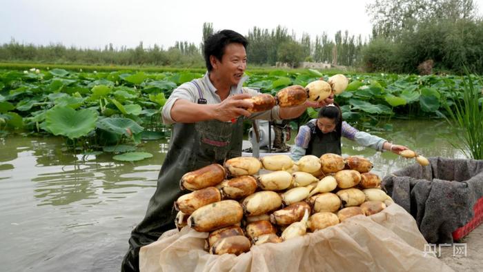 彭刚在打包莲藕 （央广网发 李哲清 摄）