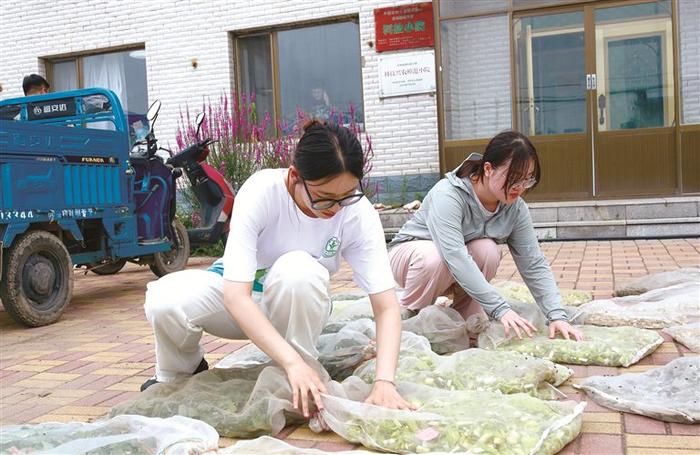 图为近日，在三棵树村的“科技小院”，中国农业大学在读硕士生张净然、许莎莎在整理采集的玉米样品。 新华社记者 高巍 摄