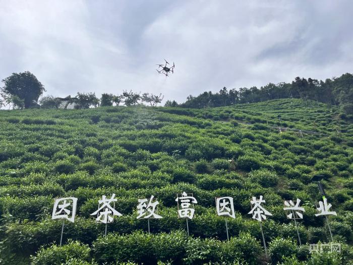 在陕西省安康市紫阳县焕古镇大连村山地示范茶园，工作人员演示无人机植保“飞防”技术（央广网记者 陈锵 摄）