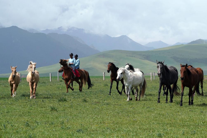 7月11日，山丹马场牧马人在草原上驱赶马群。新华社记者 马宁 摄