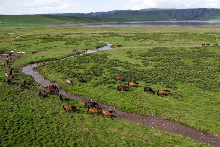 7月10日，马群在山丹马场草原上饮水觅食（无人机照片）。新华社记者 郎兵兵 摄