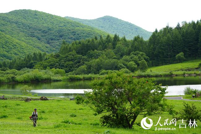 大阳参业的林下种植基地。人民网记者 李洋摄