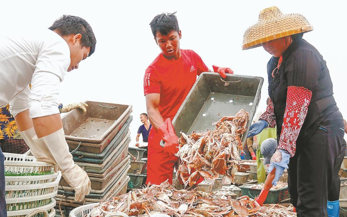 开渔季，每天都有满载而归的渔船在渔港卸下渔获。（资料图片）