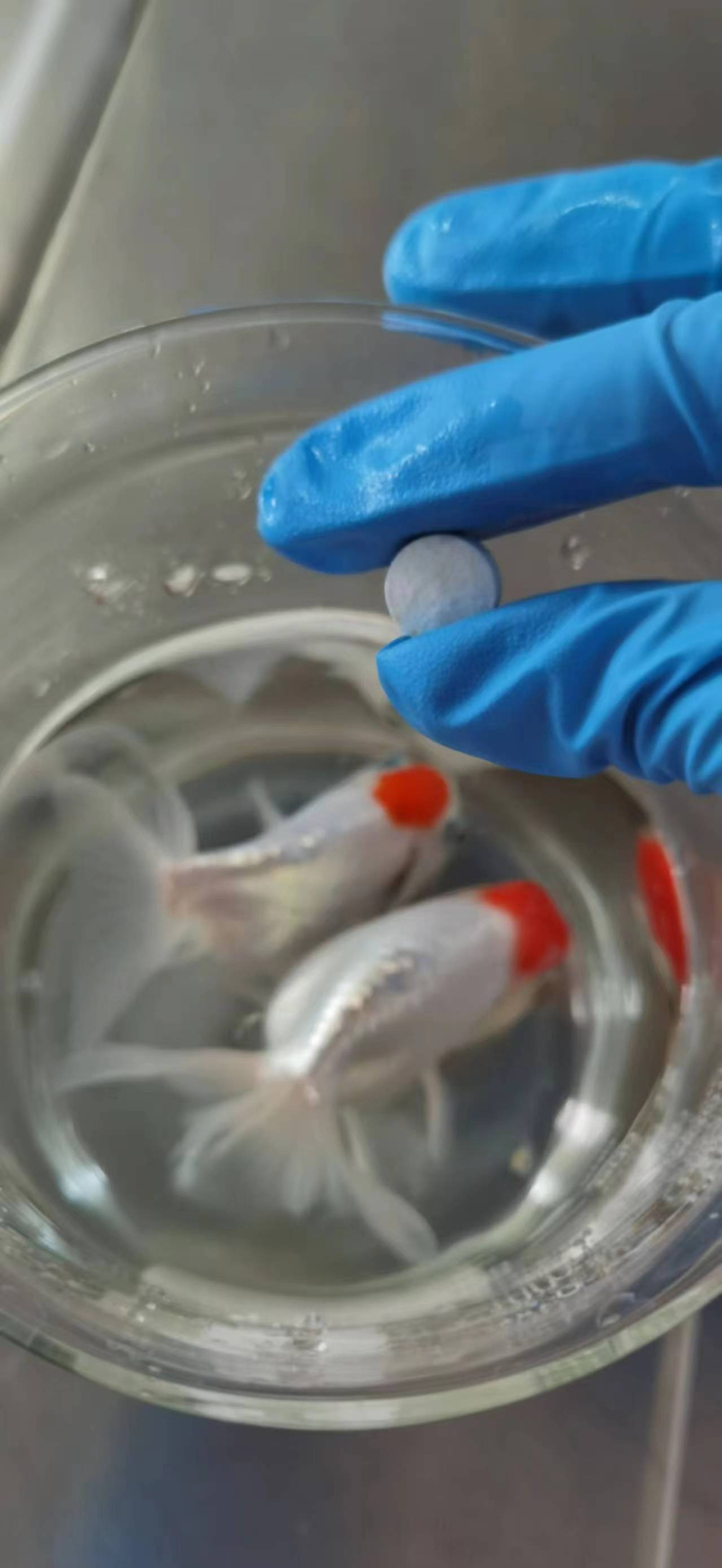 图1 使用二氧化氯泡腾片消毒金鱼及水体