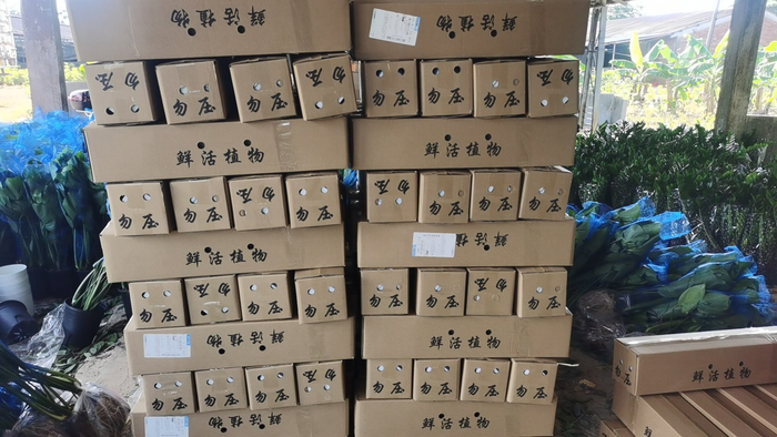 装好箱的绿植透气孔清晰可见。