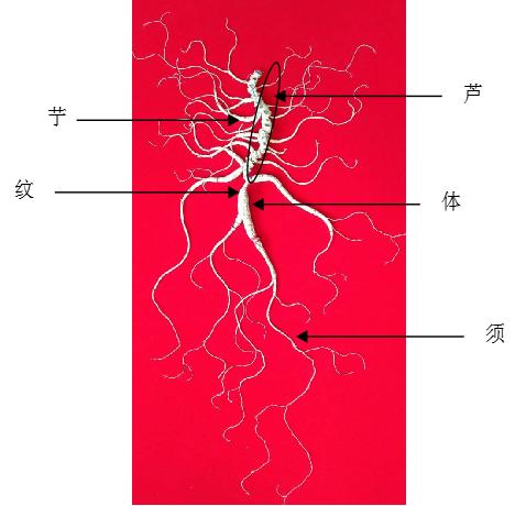 人参结构示意图名称图片