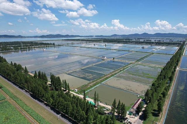 图：固城湖大闸蟹养殖区