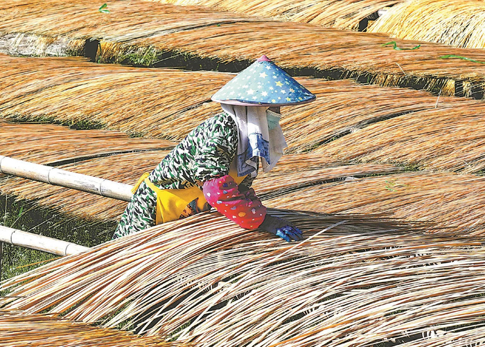 芜湖市繁昌区孙村镇宏展竹木农民专业合作社，村民正在晾晒加工好的毛竹条。（资料图片）本报通讯员 鲁君元 摄