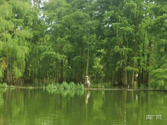 池杉林湿地公园已成为“百鸟天堂”（马飞 摄）