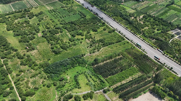  黄河故道省级地质公园里的古桑树