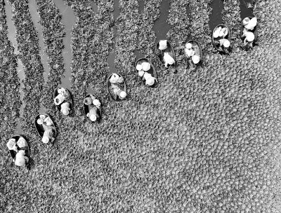     江苏省泰州市海陵区苏陈镇农民划着菱桶采摘菱角（无人机照片）。新华社发（顾继红摄）