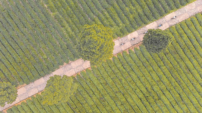 武夷山星村镇生态观光茶园  （新华社供图）