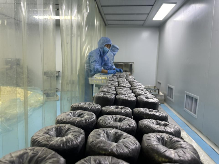  刚生产出的桑黄菌棒