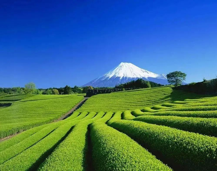 （图片：日本静冈医药谷｜来源：网络公开）