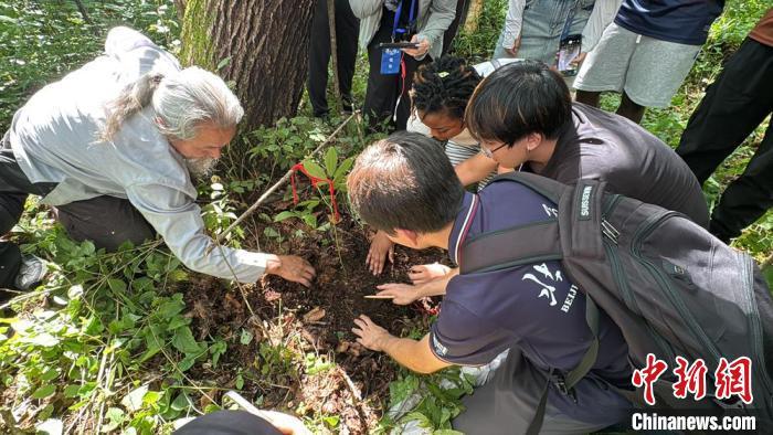 8月8日，“参把头”(左)带外国留学生们“放山”。　陈涵 摄