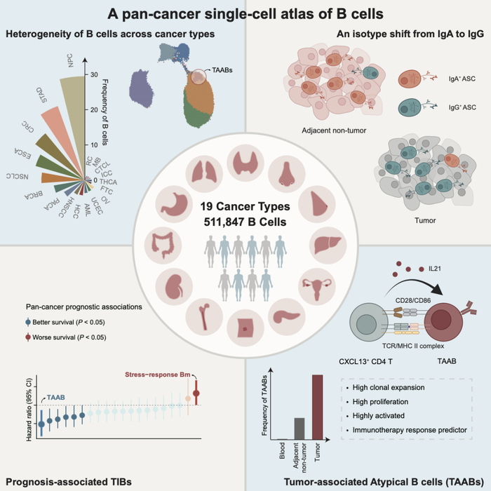 图1. 泛癌种B细胞单细胞图谱的摘要图
