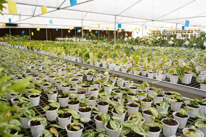 浇浇植物超市温室环境。